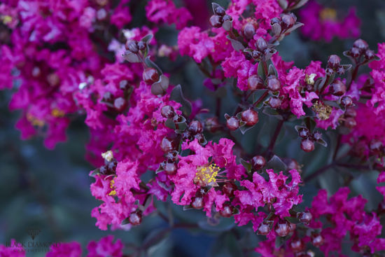 Obraz Lagerstroemia